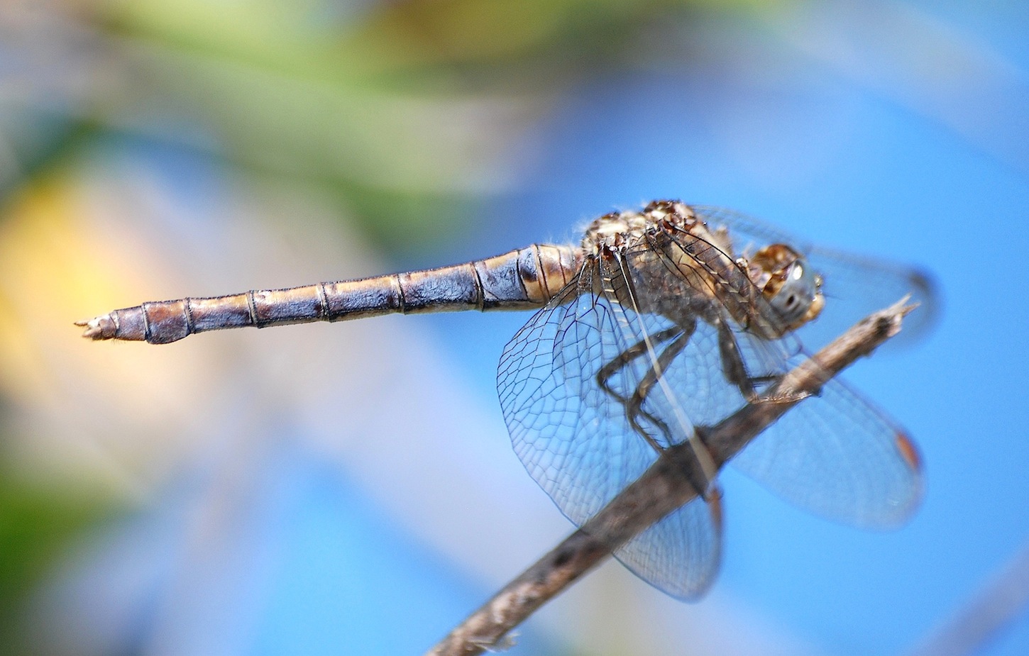 ID libellula 28: Orthetrum coerulescens anceps